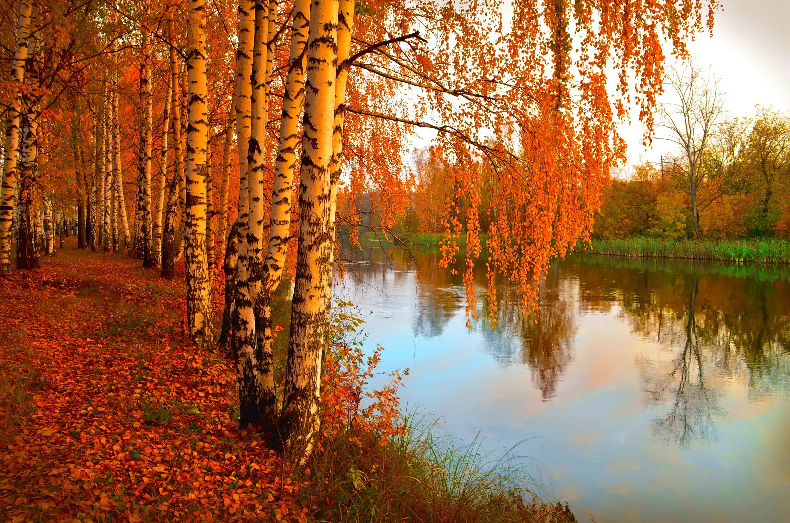 Золотая Березовая роща. Осень. Осенняя природа. Золотая осень. Сайт золотой осени