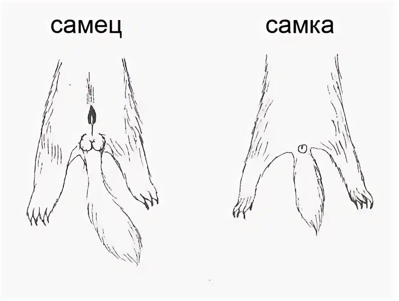 Как отличить самку. Как отличить самку хорька от самца. Как узнать кролик самка или самец. Самец и самка различия.