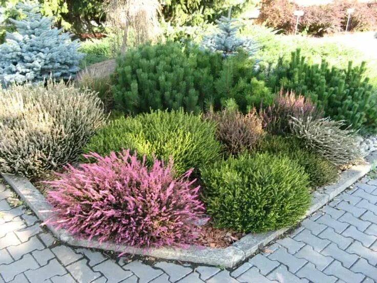Вересковый сад в ландшафтном дизайне фото Pin von Momotova Lina auf Landscape design Heidegarten, Garten bepflanzen, Heide