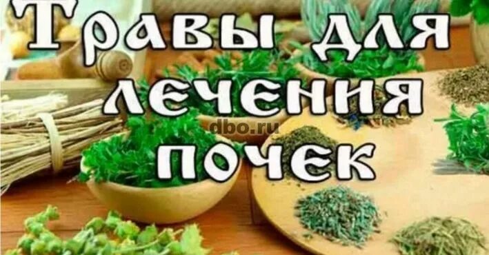 Лечение почек у мужчин в домашних условиях. Лечение почек травами. Какие травы лечат почки. Какие травы от почек. Растение лечаще почки.