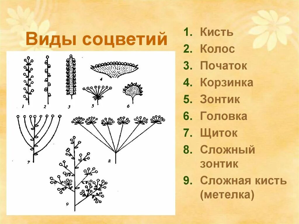 Какое из перечисленных соцветий относится к сложным. Кисть зонтик початок головка Колос метелка. Соцветие семейства зонтичные схема. Соцветие кистевидная корзинка. Рис соцветия биология 6 класс.