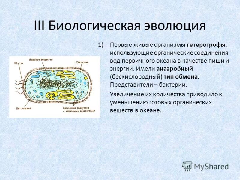 Первичный океан был