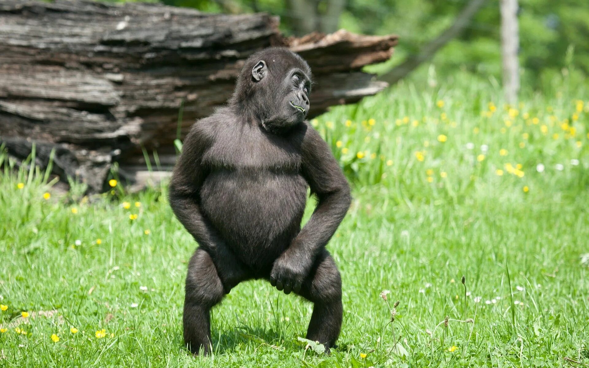 Бесплатные смешные прикольные картинки. Маймун горилла. Обезьяна танцует. Смешные животные. Забавные обезьяны.
