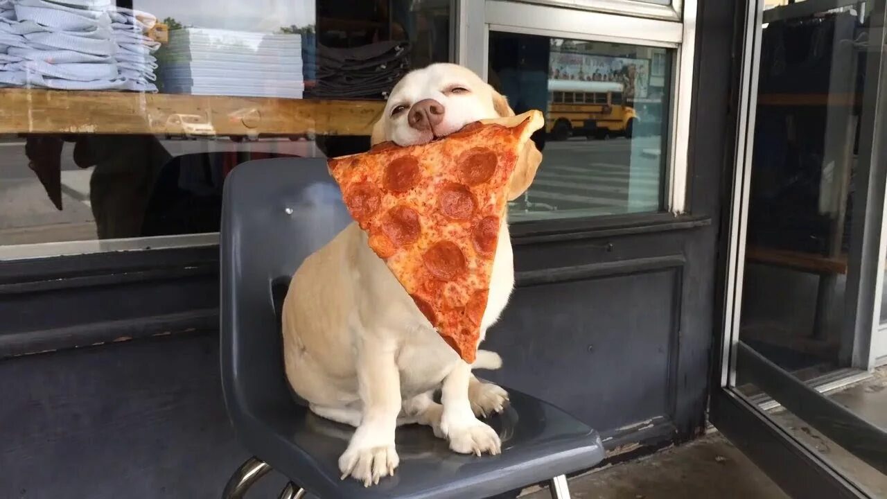 Собака и пицца. Животное с пиццей. Смешные животные с пиццей. Пицца прикол. Украли пиццу