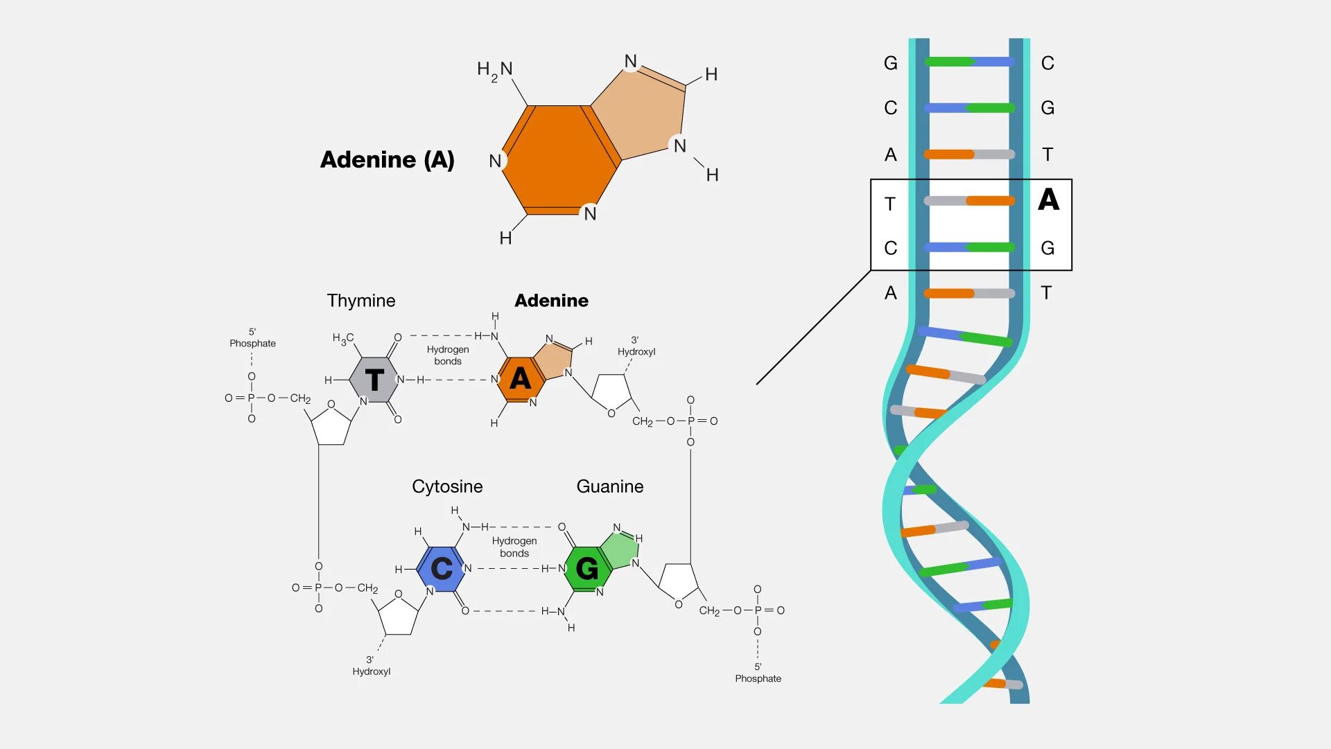 Замена аденина на тимин изменение плоидности клетки. Схема репликации молекулы ДНК. Аденин Тимин. Аденин Тимин связь. Строение молекулы ДНК.