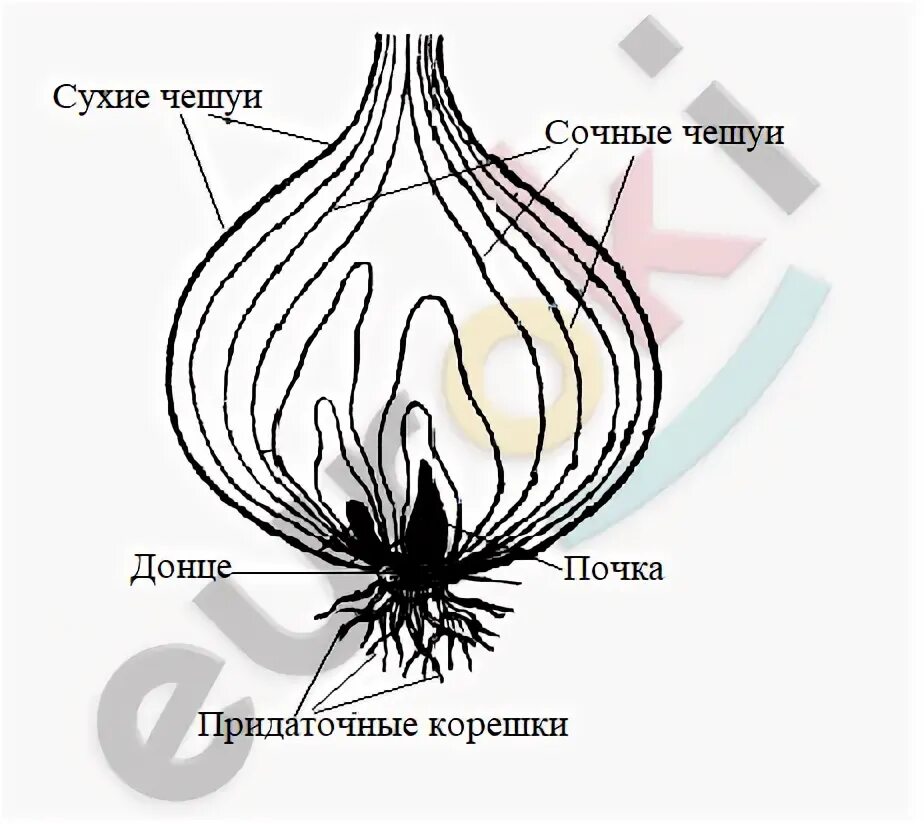 Строение луковицы почки чешуи. Разрез луковицы листья стебель почки. Луковица в разрезе. Продольный разрез луковицы. Какую функцию выполняют в луковице сочные чешуи