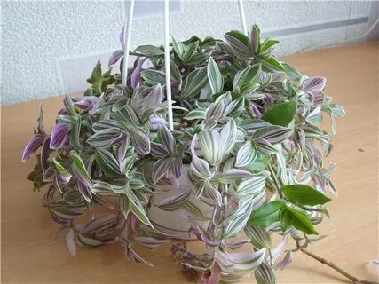 Традесканция кустовая