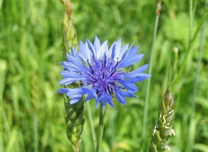 Василек синий Centaurea cyanus l.. Василёк Луговой - Centauréa jacéa. Василёк Луговой лечебные. Василёк Луговой лекарственное растение. Брат василька