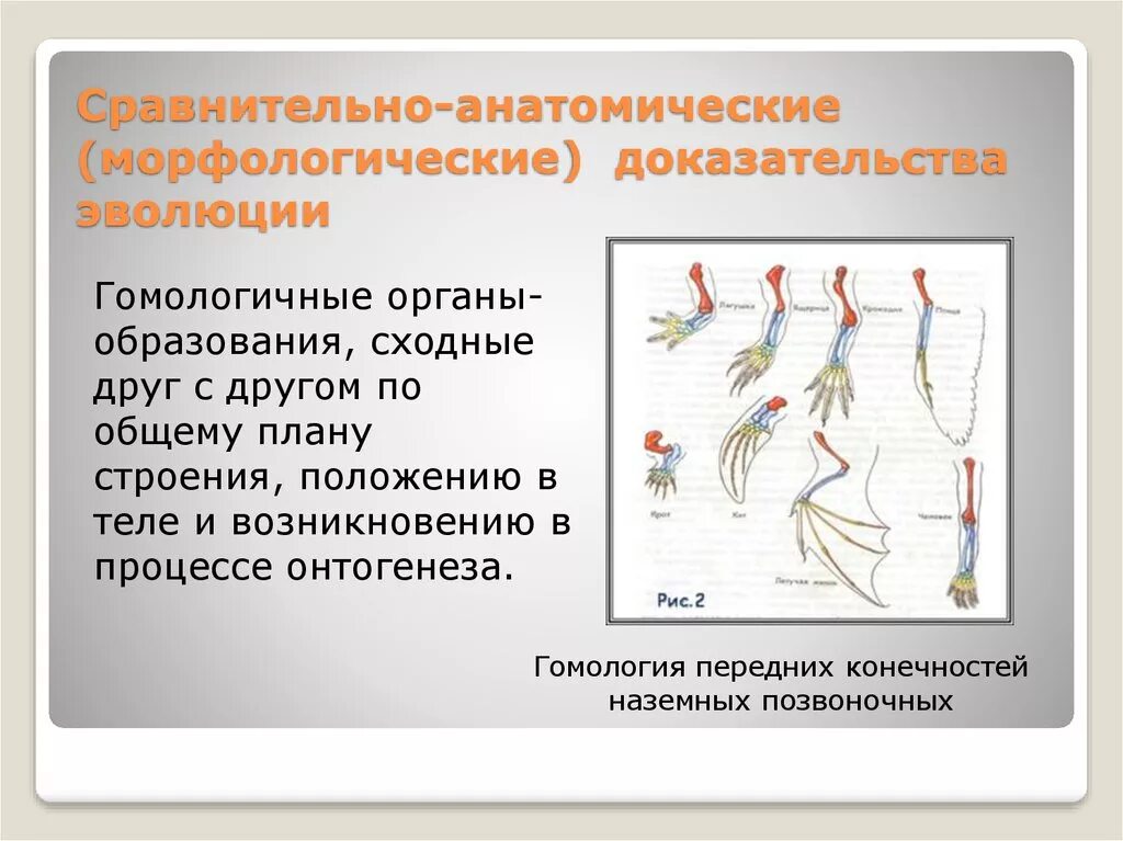 Сравнительно анатомические доказательства эволюции это