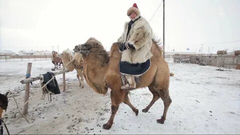 Как приручить верблюда