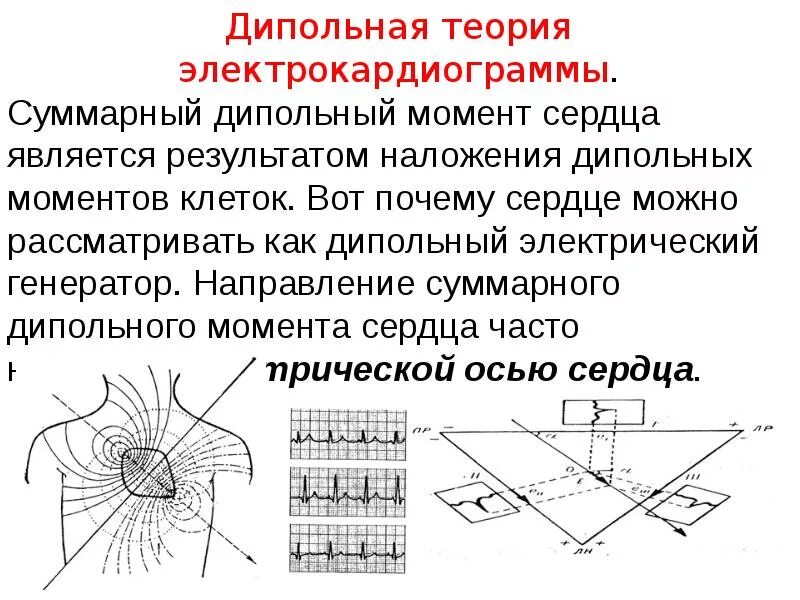 Дипольный момент сердца. Векторная теория экг. Электрофизиологические основы электрокардиографии. Векторная экг. Дипольно векторная теория экг.
