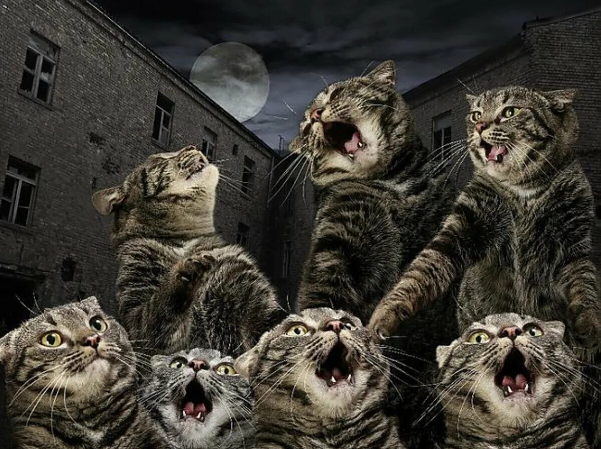 Почему орут коты на улице. Почему орут коты на улице. Кошка мяукает. Рыжий кот мяукает. Котик кричит.