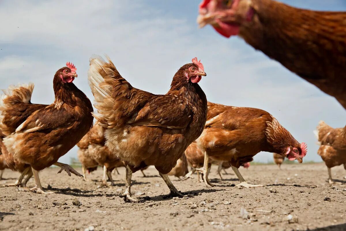 Молодки ломан браун. Ломан-браун порода. Ломан браун белые. Курица. Куры выгода.