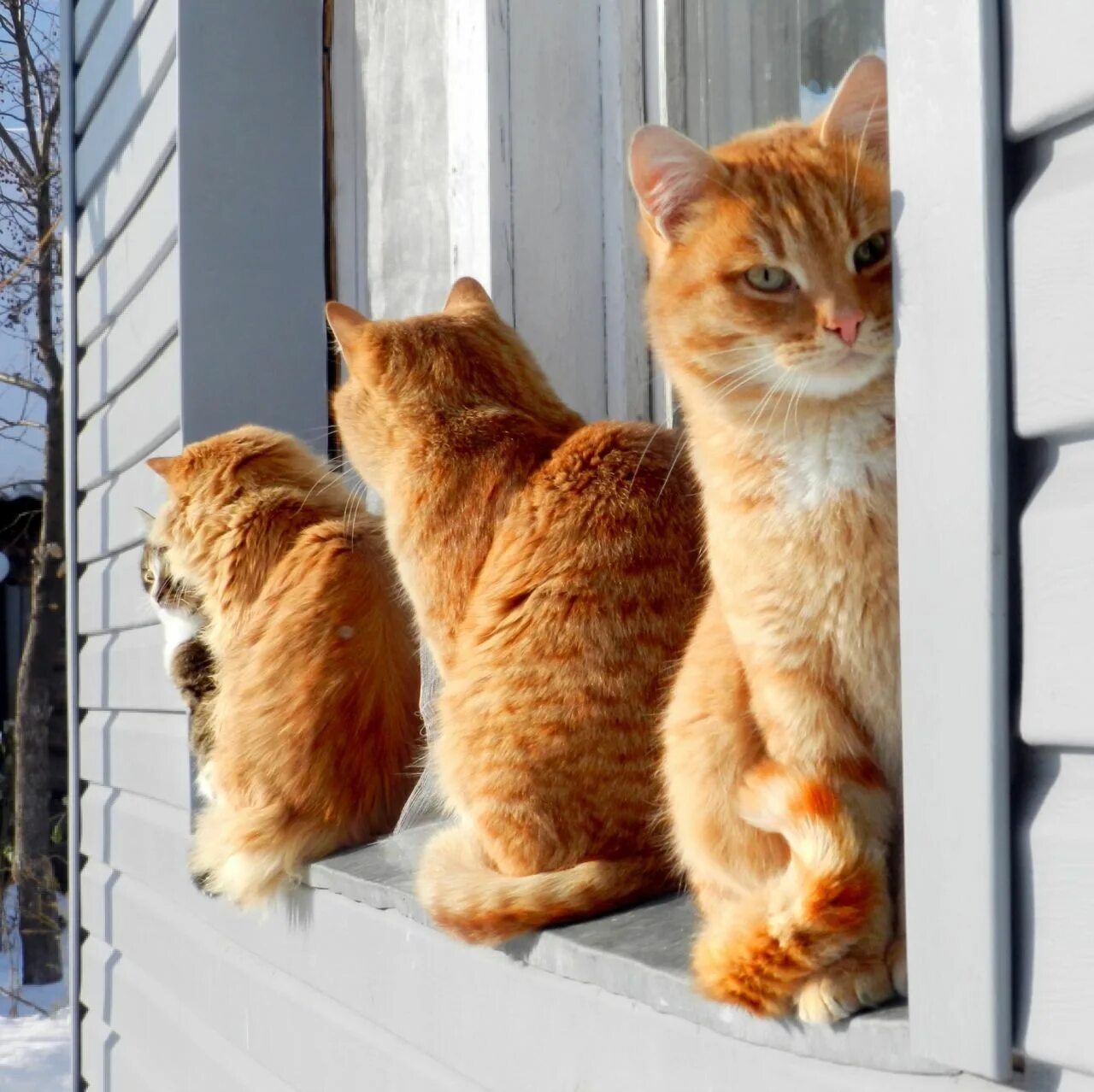 3 кошки в квартире. Котики втроем. Три кошки дома. Кошатник для кошек. Несколько кошек.