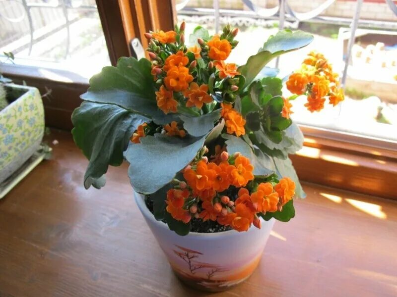 цветы в комнате. каланхоэ на подоконнике зимой. каланхоэ на подоконнике. каланхоэ на подоконнике. цветущие каланхоэ на окне.