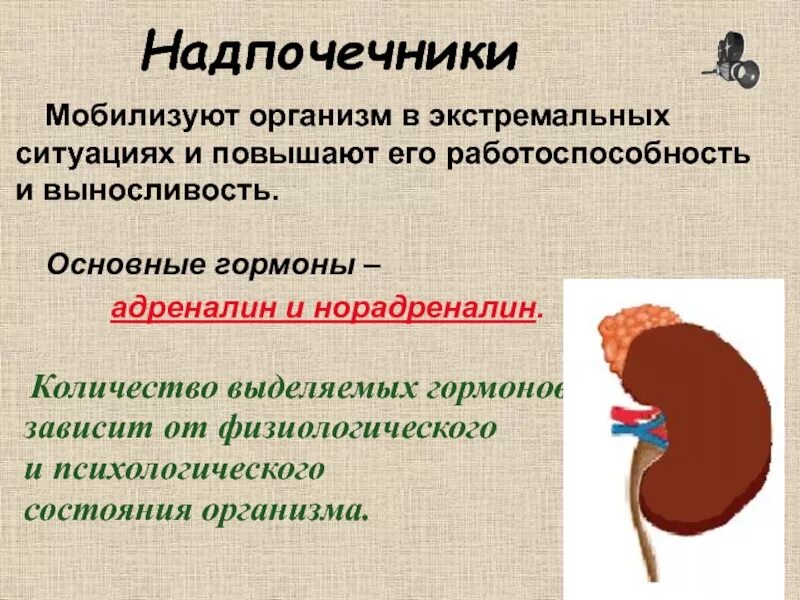 Надпочечники являются железами секреции. Надпочечники в организме. надпочечники адреналин и норадреналин. адреналин гормон надпочечников. основной гормон работоспособности.