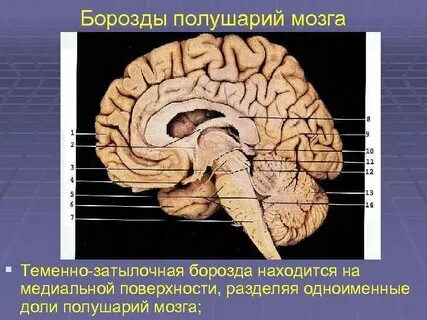 Затылочные борозды
