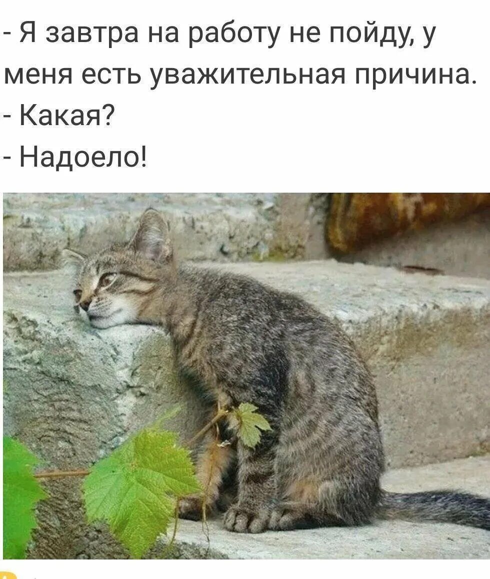 Рыжий кот демотиватор. Поздравление с первым рабочим днем. Не пошло на новой работе. Не хочу на работу картинки прикольные. Кот на работе.