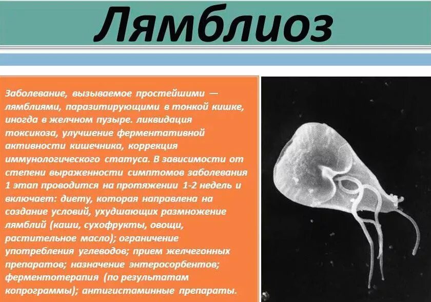 Паразитом называется организм который