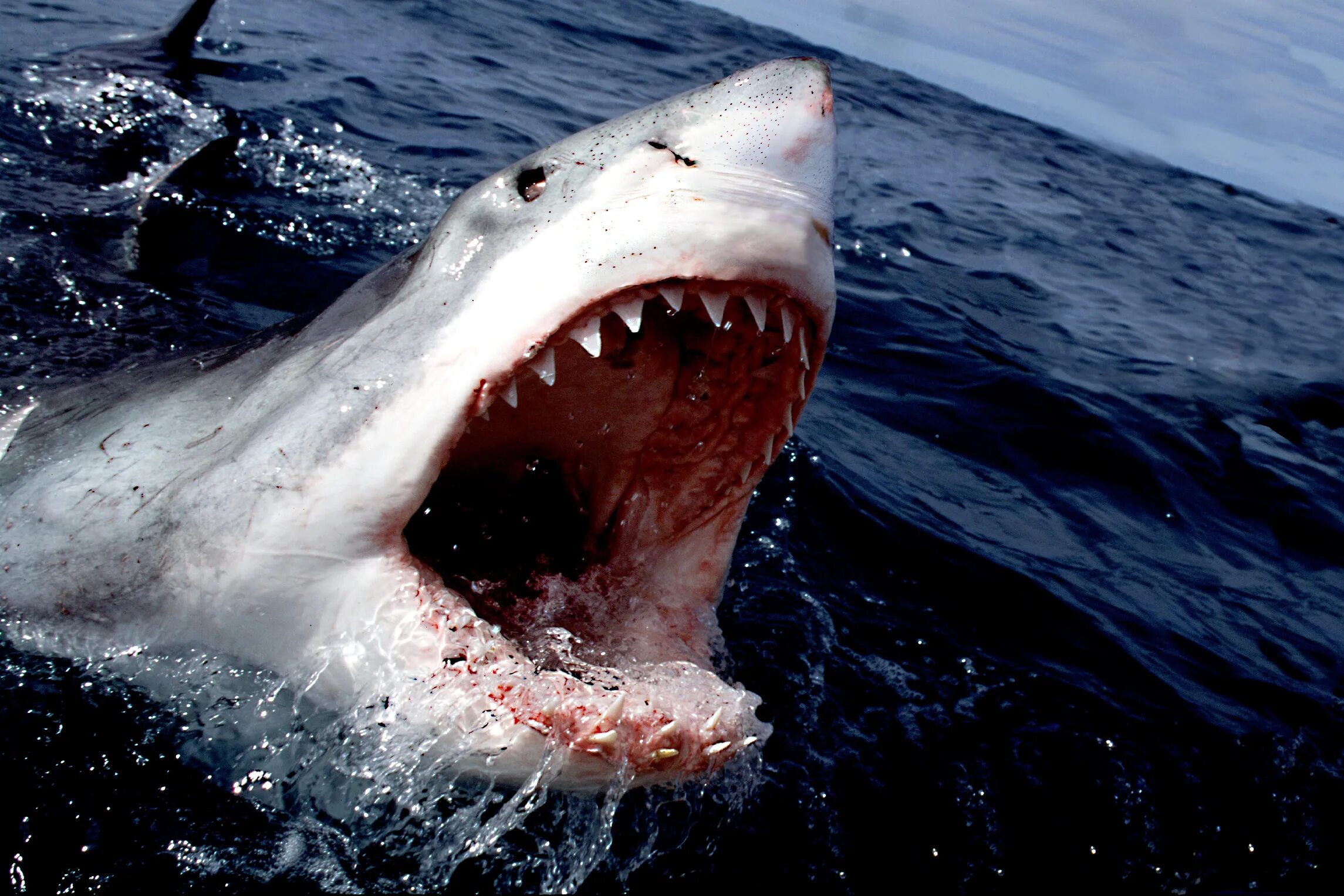 Самая большая пасть. Белая акула кархародон. Большая белая акула (great White Shark). Акула белая, акула-людоед, кархародон. Дентусо акула.