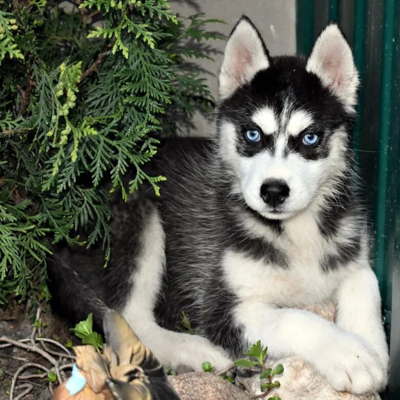 сколько щенок хаски. хаски щенок. хаски маленькие. три хаски. хаски щенок чистокровный.