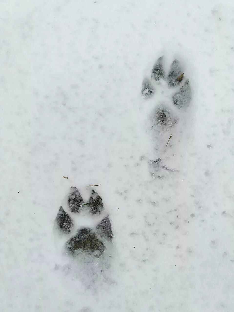 Следы лис. Волчий след фильм 2009. След енотовидной собаки на земле. Волчий след на снегу и собачий. Следы енотовидной собаки на снегу.