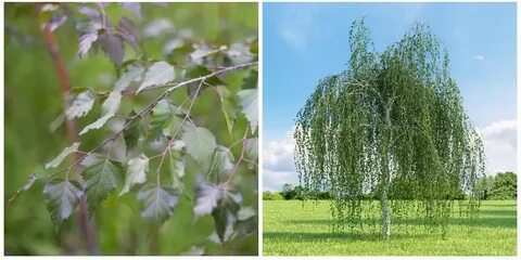 Раскидистая береза