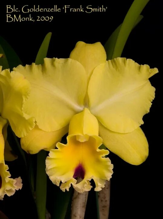 Blc m c. Cattleya dowiana x blc. goldenzelle lemon chiffon. blc. george king serendipity.