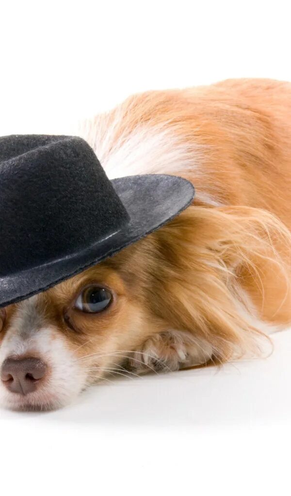 Пес шляпа. Собака в шляпе. Собачка в шляпке. Красивые собаки. Чихуахуа.