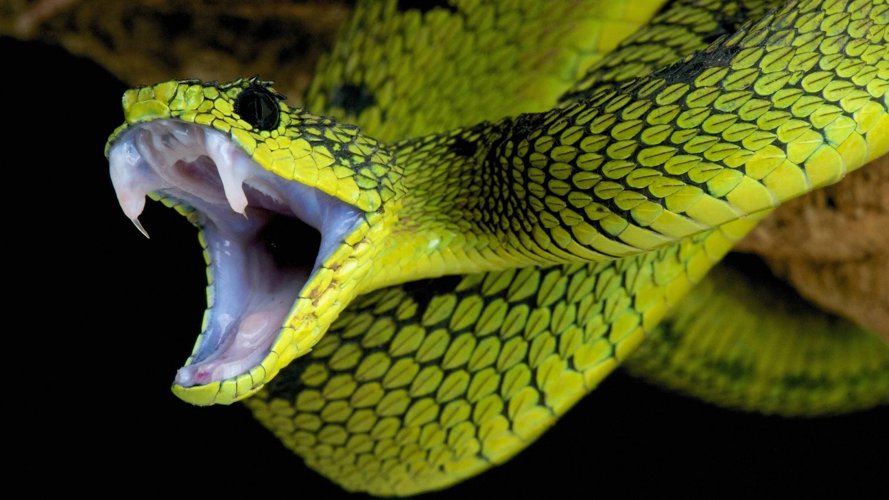 Тайпан глаза изумруды песня. Зеленая змея ядовитая мамба. Кустарниковая гадюка (Atheris. Тайпан змея зеленая. Зеленая куфия.
