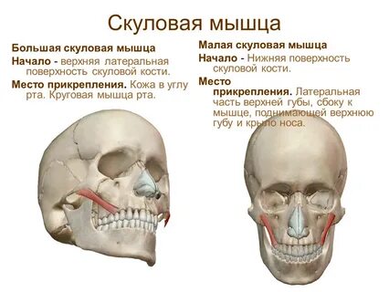 Большая скуловая кость