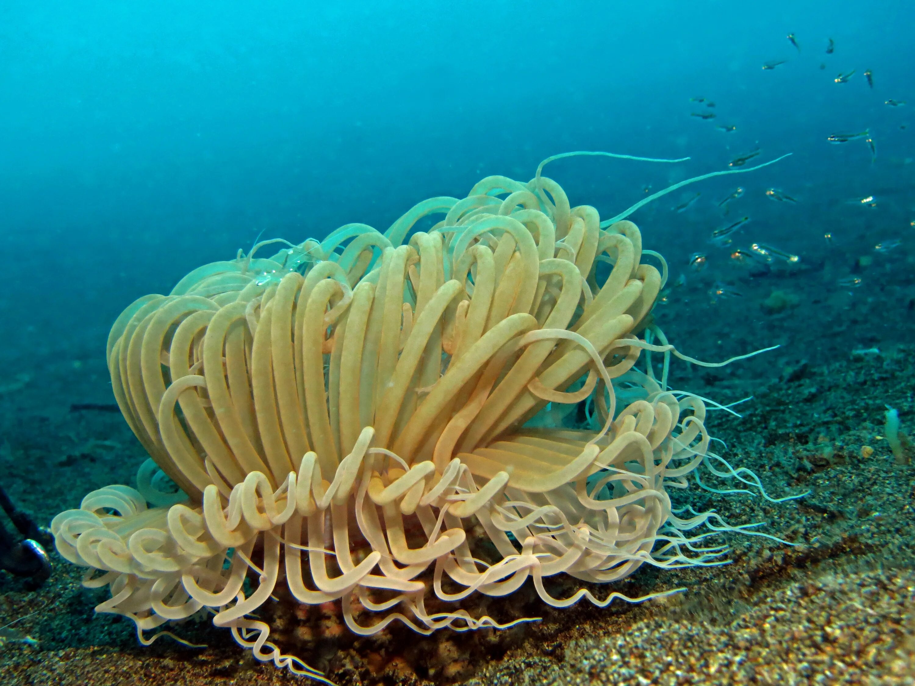 Беспозвоночные морские животные. Коралловое море.. Коралл цериантус. Беспозвоночные водной среды.