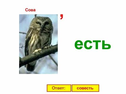 Ответ филин