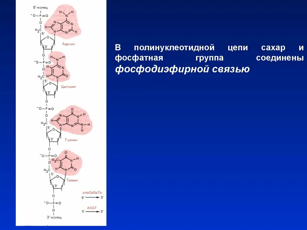 Полинуклеотидная цепь связи. Образование полинуклеотидной цепи. Формирование полинуклеотидной цепи. Связи в полинуклеотидной цепи. Основные связи, обеспечивающие формирование полинуклеотидной цепи..