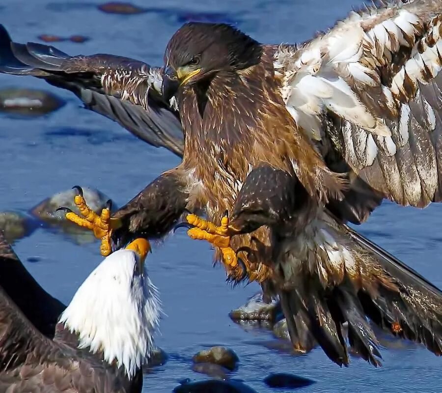 Нападение орла. Беркут vs Орел. Белоголовый Орлан против Беркута. Беркут ловчая птица. Беркут атакует.
