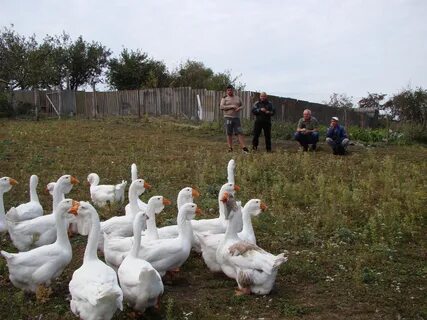 Форум гусе