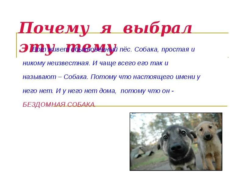 Как звали собаку тани. Почему @называют собакой. собака почему так назвали. почему собаку назвали собакой. собака для презентации.