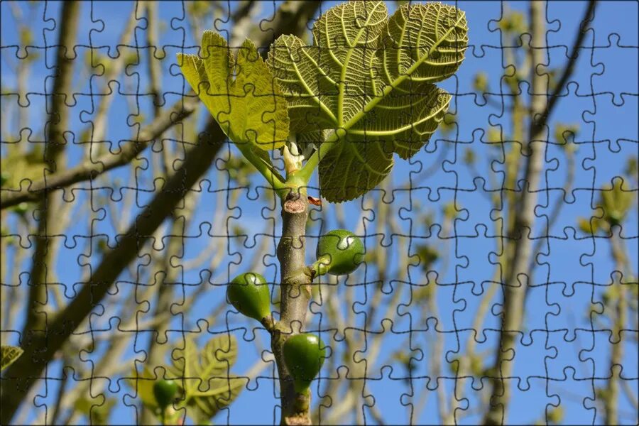 Как заваривать листья инжира. Инжирное дерево. инжир фиговое дерево. смоковница дерево. инжир листья дерева.