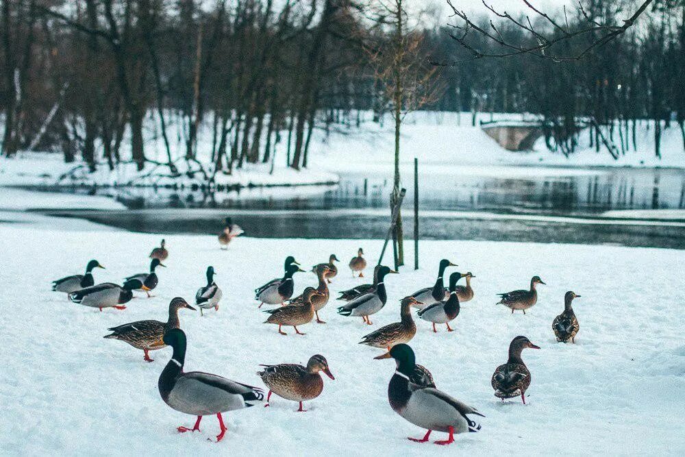 Птица 21 года. Гатчинский парк птицы. Гатчинский парк утки. Водоплавающие птицы Гатчинского парка. Птицы в Гатчинском парке.