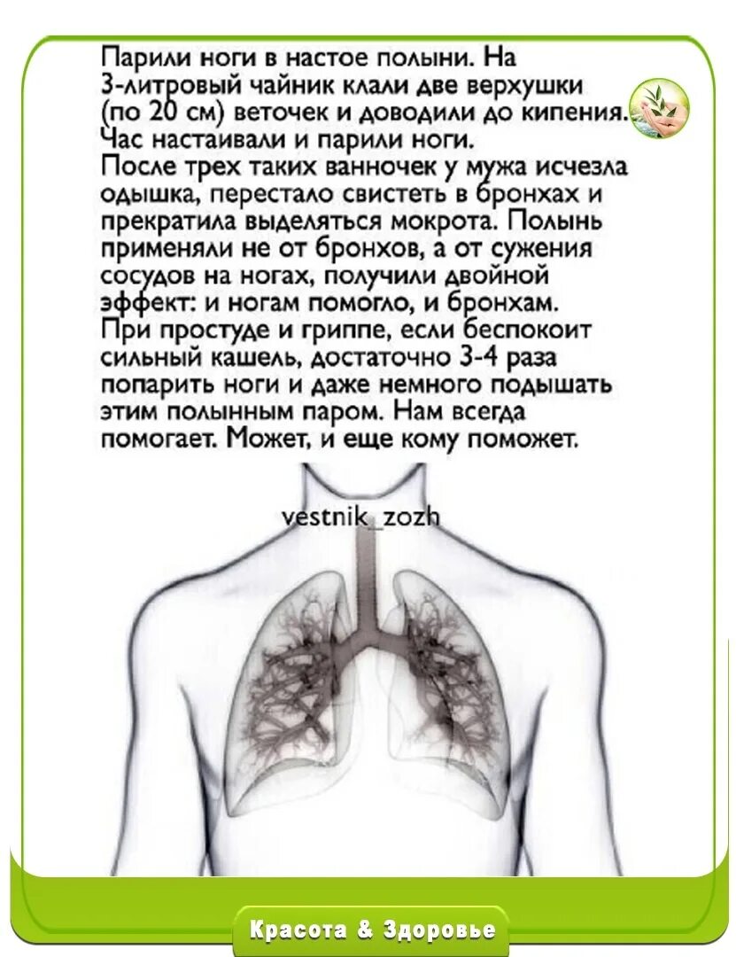 Как избавиться от свиста. Полынь от свиста в бронхах. как убрать свист в бронхах.