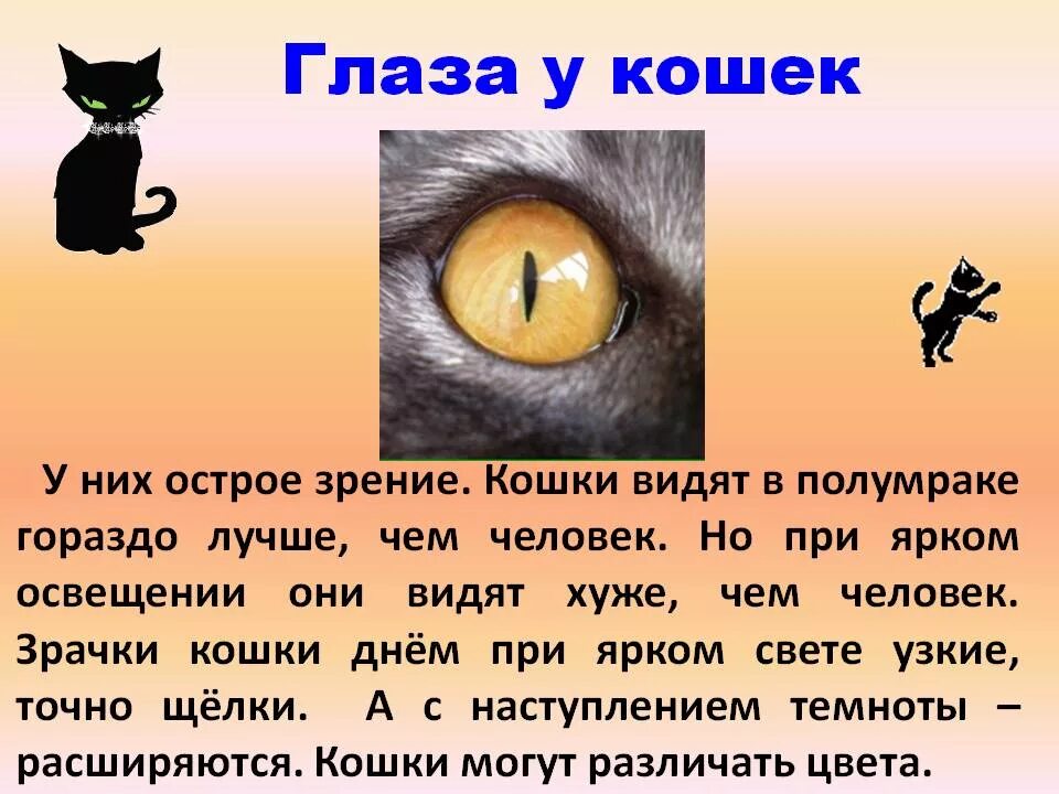 Как выглядела человеку кошка