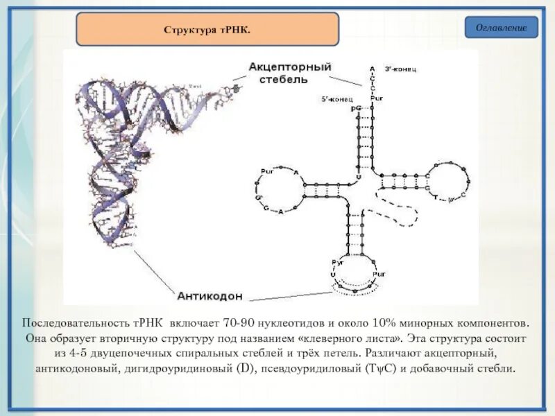 Состав нуклеотидов ТРНК. Транспортная РНК. Вторичная структура ТРНК. Нуклеотиды ТРНК.