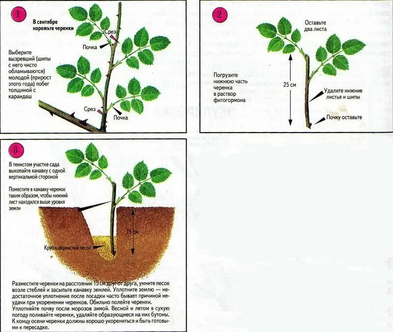 Как можно укоренить розы. Черенок розы флорибунда. Размножение роз черенкованием. Черенки роз укоренение. Укоренение роз черенками размножение.