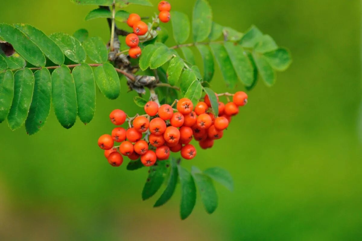 Рябина листья плоды. Рябина обыкновенная Sorbus aucuparia. Рябина обыкновенная (лат. Sórbus aucupária). Рябина обыкновенная Сорбинка. Рябина обыкновенная ягоды.