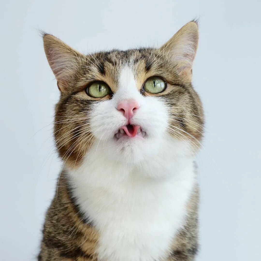 Кошка с высунутым языком. Коты с вытянутым языком. Котик с открытым ртом. Эмоции кошек.
