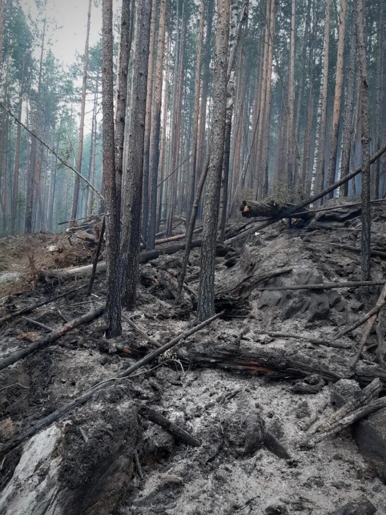 Другие сели в лесах. Сгоревший лес. Лес после пожара. После лесного пожара. Выгоревшие леса.