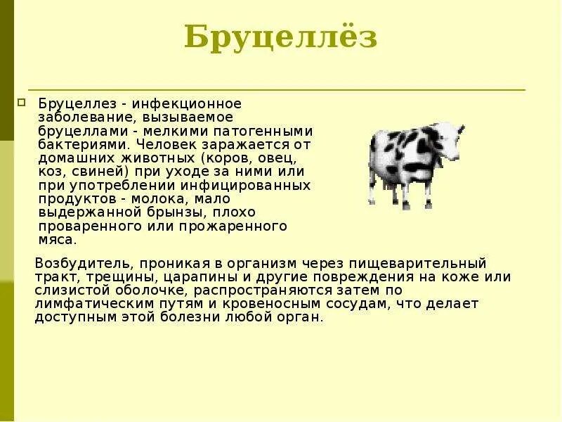 Болезнь коров бруцеллез что. Памятка бруцеллез животных. Бруцеллез КРС презентация. Профилактика бруцеллеза у животных. Бруцеллез презентация инфекционные болезни.