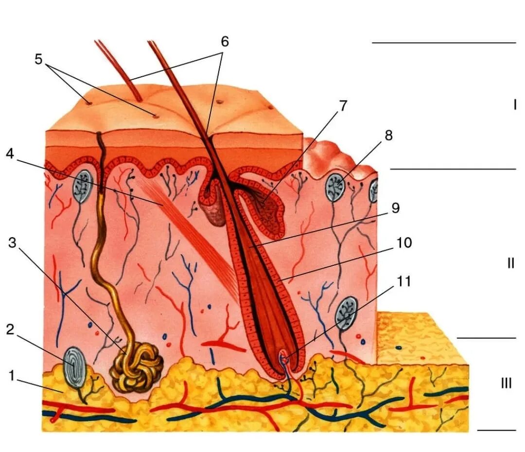 Где расположены потовые железы и корни волос. Слой кожи 1)  эпидермис 2)  дерма. Кожа эпидермис дерма гиподерма. Эпидермис 2) дерма 3) гиподерма. Слой 1) эпидермис 2) дерма 3) гиподерма.