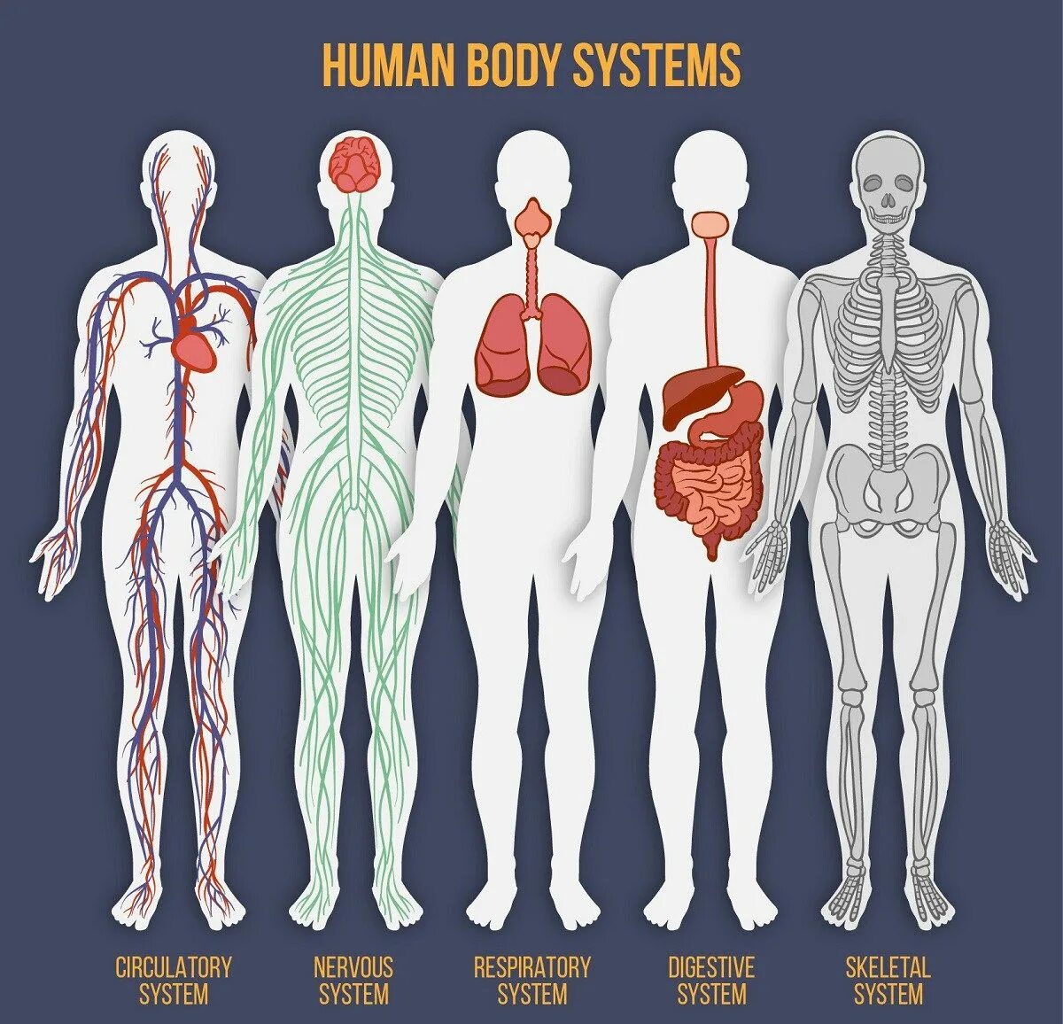 Human matching. Анатомия человека. Системы тела человека. Системы человеческого организма.