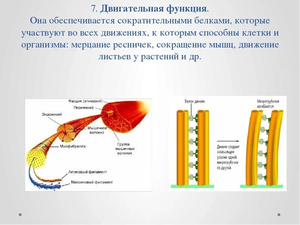 Белков которые обеспечивают сократительную функцию мышечных тканей. Белков которые обеспечивают сократительную функцию мышечных тканей